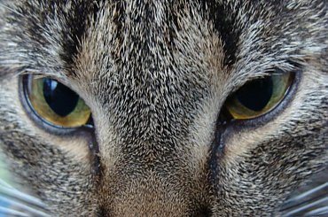 #kot #kotek #kotki #koty #koteczek #kicio #kotka #tiger