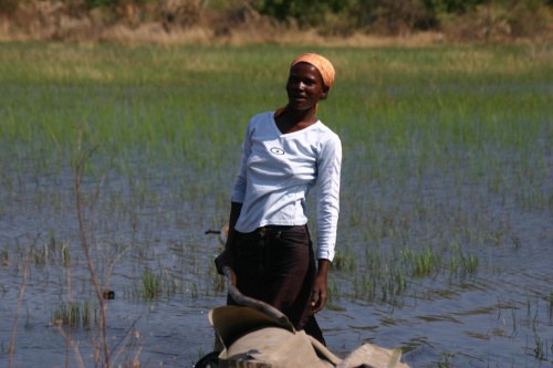 Delta Okavango,Afrykanka, #DeltaOkavango #Botswana #Afrykanka