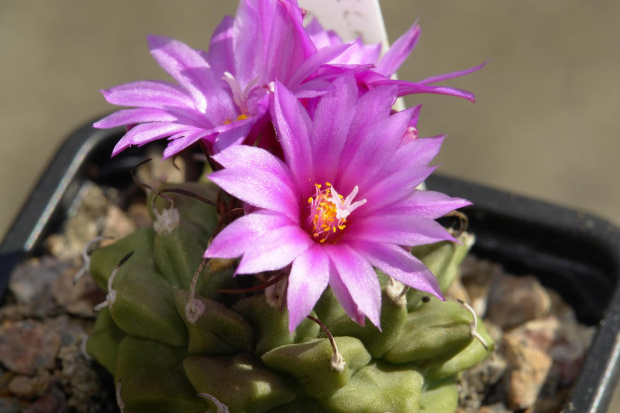 Turbinicarpus alonsoi