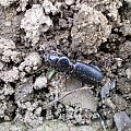 Żuchwień głowacz - Broscus cephalotes . Data : 05.04.2008. Miejsce : ogród :)