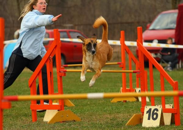 Agility Płock Zawody 5-6.04.2008 Psy