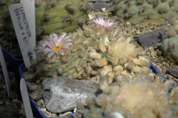 Lophophora diffusa v. koehresii