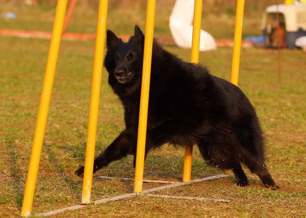 Zawody Agility Płock 5-6.04.2008 Psy