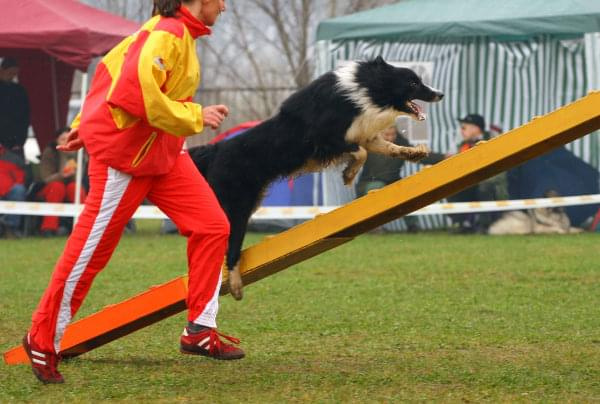 Zawody Agility Płock 5-6.04.2008 Psy