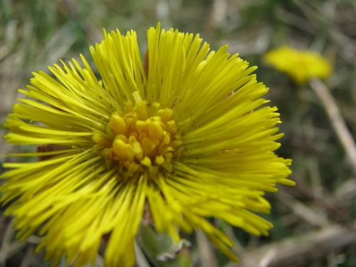 podbiał pospolity (Tussilago farfara) #przyroda #natura #rośliny #botanika #kwiaty #makrofotografia