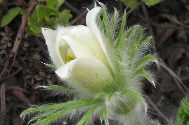 #ogród #ogródek #kwiatki #kwiatek #sasanka