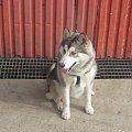 #AlaskanMalamute