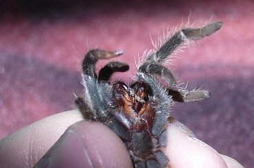 Chory Nhandu carapoensis #Nhandu #carapoensis #brazylijski #czerwony #pożeracz #ptaków #ptasznik #tarantula #Avi #Keiko