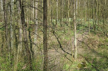 Las Nadleśnictwa Brzeziny w Kaletniku gm. Koluszki #Koluszki #wiosna #las #NadlesnictwoBrzezinyKaletnik