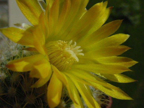 Parodia aureispina