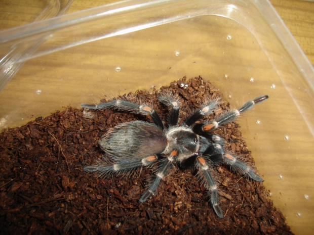 Brachypelma auratum