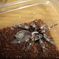 Brachypelma auratum