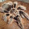 Brachypelma albopilosum