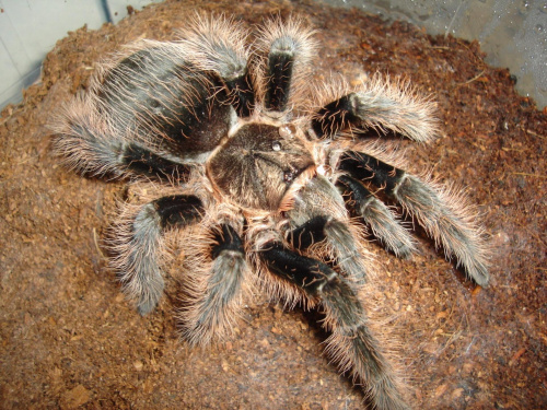 Brachypelma albopilosum