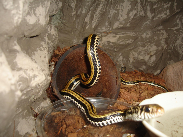 Xenochrophis vittatus