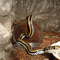 Xenochrophis vittatus