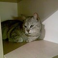 whiskasowa Mizia z Pruszkowa #kot #kotka #whiskasowa #szara #zielonooka