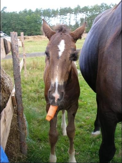 #kalinówka #konie #ObózKonny #skoki #galop #Wakacje2007