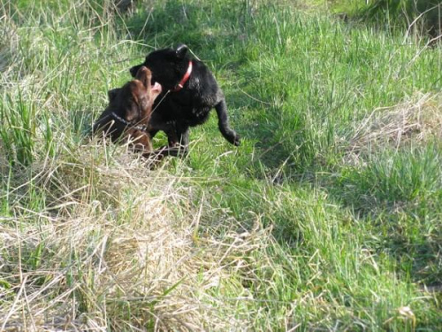 labradors