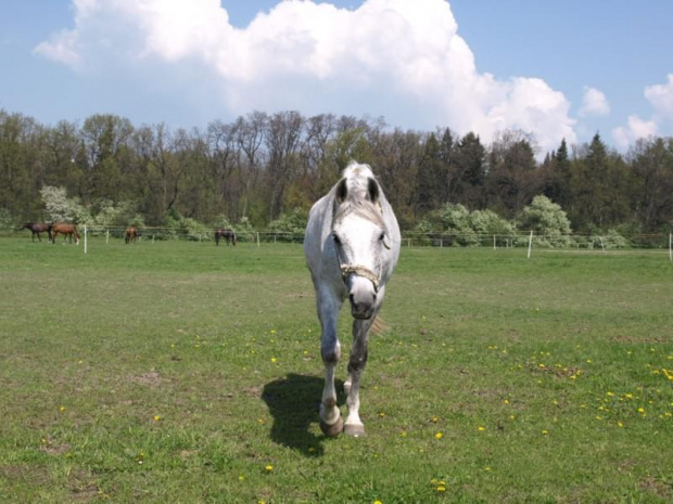 zderzenie czołowe ??????????