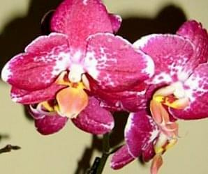 phalaenopsis Pioneer