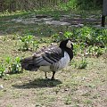 ZOO Poznań