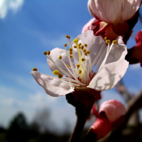 delikatnie... zapylamy... #wiosna #kwiaty