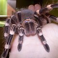 ząbki od Geni :) #pająk #ptasznik #Acanthoscurria #geniculata
