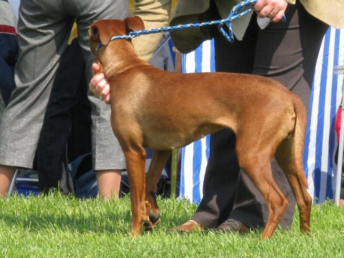 #PinczerŚredni #GermanPinscher