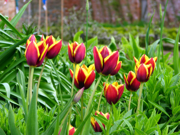 Tulipany #przyroda #natura #rośliny #botanika #kwiaty #makrofotografia #flora