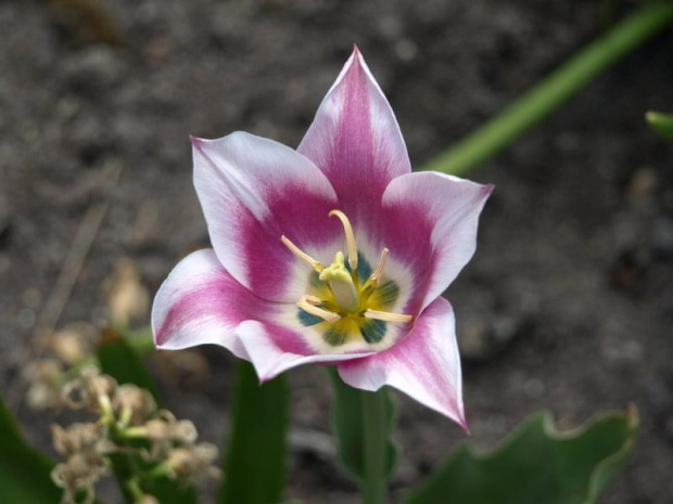 TuliPany