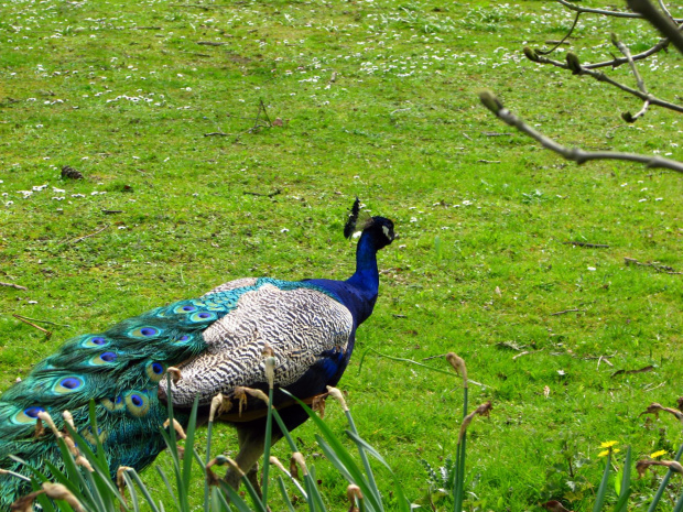 Paw indyjski (Pavo cristatus) - duży ptak grzebiący z rodziny kurowatych #przyroda #natura #zwierzęta #ptaki #krajobraz #paw #fauna #flora