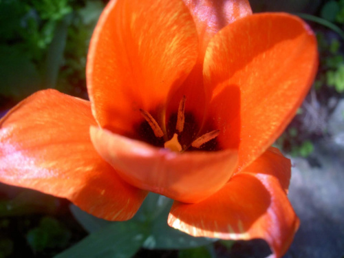 Tulipan. #kwiaty