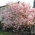 wiosna 2008, magnolia #wiosna #kwiaty #magnolia