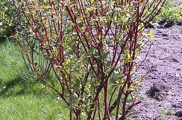 Dereń - pierwsze listki #dereń