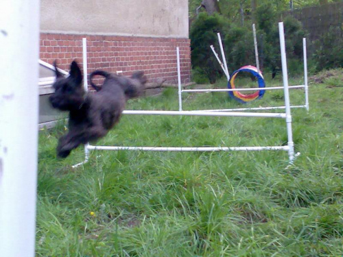 agility #pies