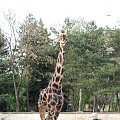 #żyrafa #zoo #zwierzęta #wrocław