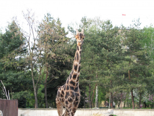#żyrafa #zoo #zwierzęta #wrocław