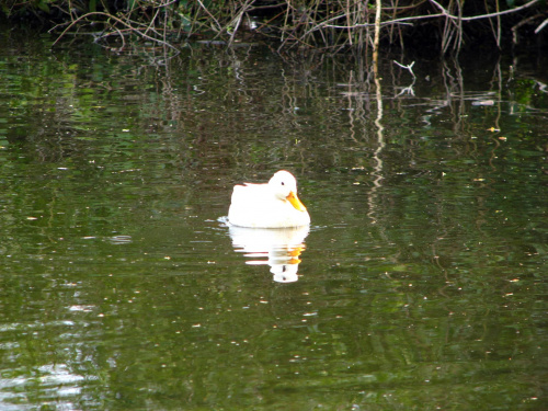 kaczka #przyroda #natura #zwierzęta #krajobraz #drzewa #park #wiosna #ogród