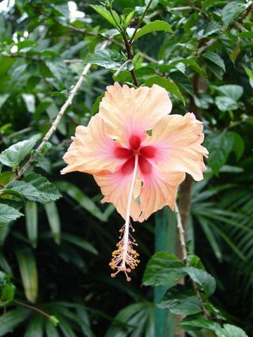 Ogród z Hibiskusami, Kuala Lumpur