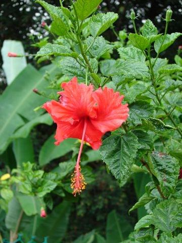 Ogród z Hibiskusami, Kuala Lumpur