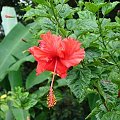 Ogród z Hibiskusami, Kuala Lumpur