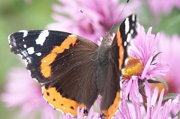 #Motyl