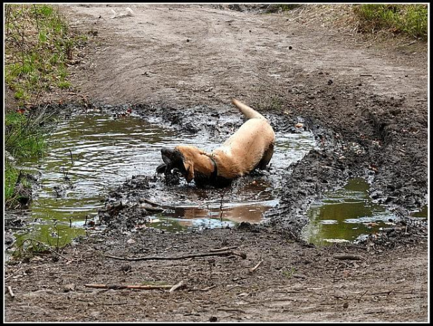 #PiesLabrador