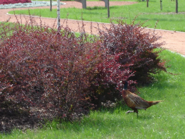 Garden birds,natura #GardenBirds #natura