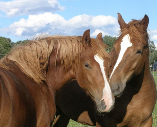 Moje kochane koniki - Baśka i Gaga #koń #klacz #konie #zwierzęta #kopytne