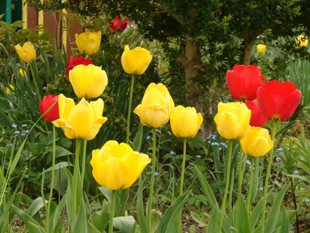 #natura #rośliny #tulipany #kwiaty