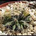 Mammillaria heyderi var. applanata