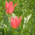 śliczne tulipany
