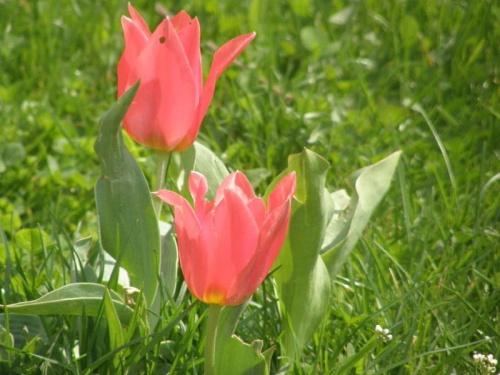 śliczne tulipany
